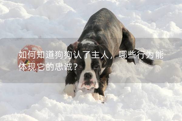 如何知道狗狗认了主人，哪些行为能体现它的忠诚？