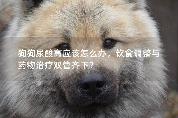 狗狗尿酸高应该怎么办，饮食调整与药物治疗双管齐下？