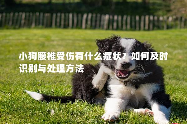 小狗腰椎受伤有什么症状？如何及时识别与处理方法