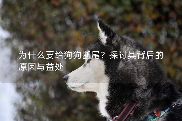为什么要给狗狗断尾？探讨其背后的原因与益处