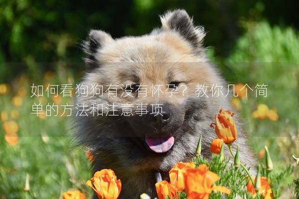如何看狗狗有没有怀孕？教你几个简单的方法和注意事项
