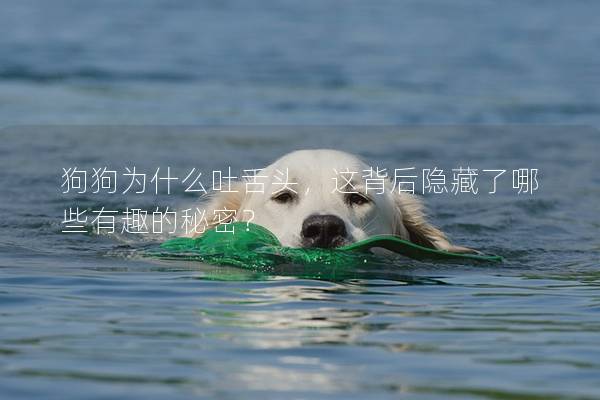 狗狗为什么吐舌头，这背后隐藏了哪些有趣的秘密？