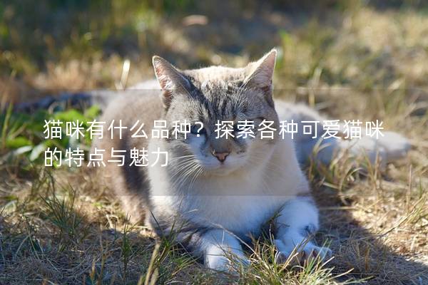 猫咪有什么品种？探索各种可爱猫咪的特点与魅力