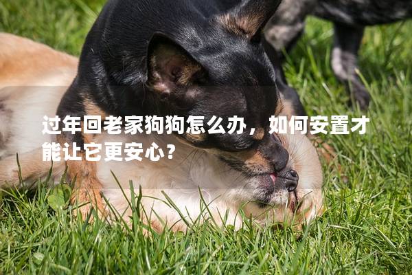 过年回老家狗狗怎么办，如何安置才能让它更安心？