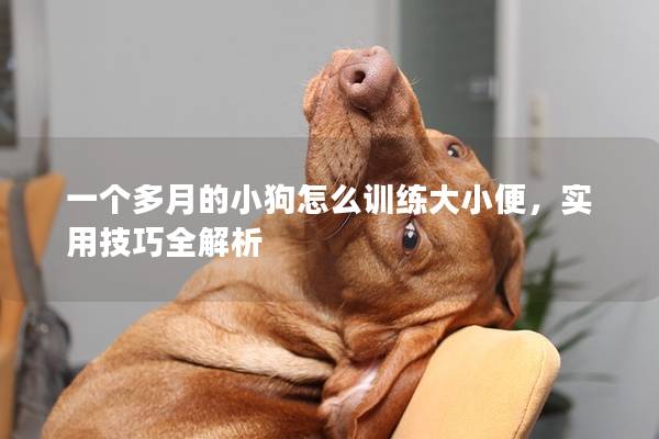 一个多月的小狗怎么训练大小便，实用技巧全解析