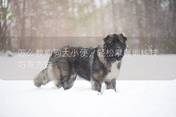 怎么教狗狗大小便，轻松掌握训练技巧与方法