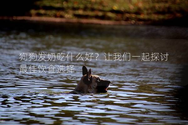 狗狗发奶吃什么好？让我们一起探讨最佳饮食选择