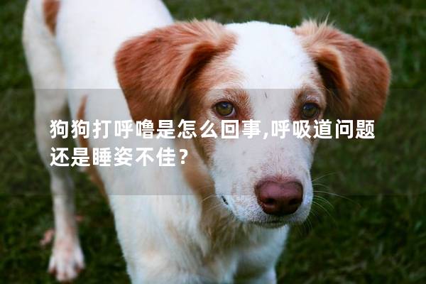 狗狗打呼噜是怎么回事,呼吸道问题还是睡姿不佳？