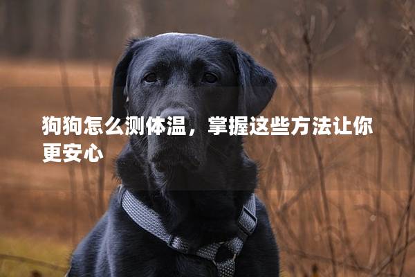 狗狗怎么测体温，掌握这些方法让你更安心