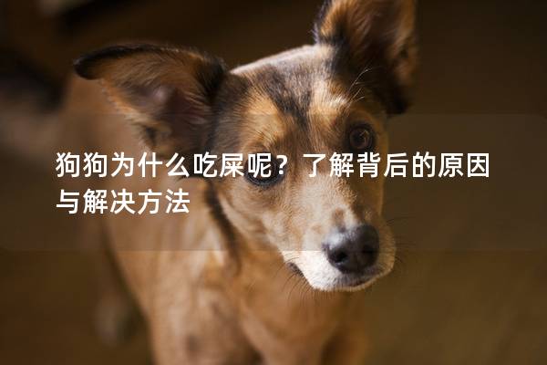 狗狗为什么吃屎呢？了解背后的原因与解决方法