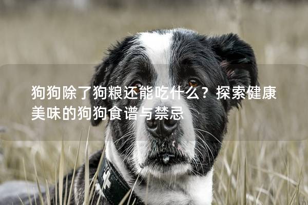 狗狗除了狗粮还能吃什么？探索健康美味的狗狗食谱与禁忌