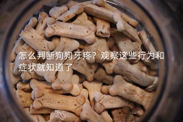 怎么判断狗狗牙疼？观察这些行为和症状就知道了