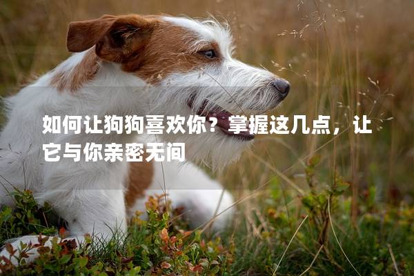 如何让狗狗喜欢你？掌握这几点，让它与你亲密无间