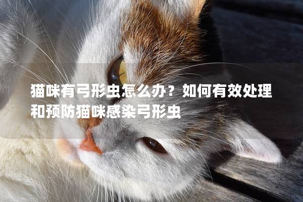 猫咪有弓形虫怎么办？如何有效处理和预防猫咪感染弓形虫