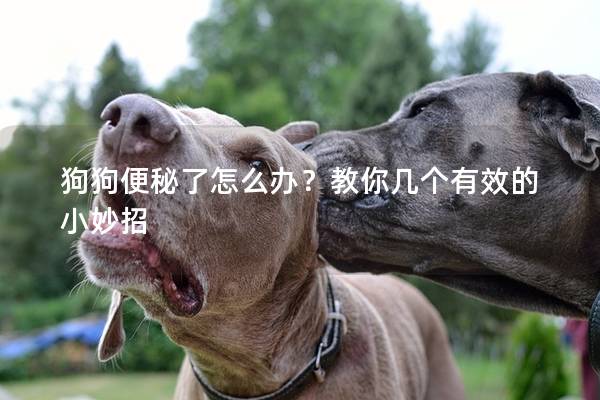 狗狗便秘了怎么办？教你几个有效的小妙招