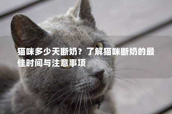 猫咪多少天断奶？了解猫咪断奶的最佳时间与注意事项