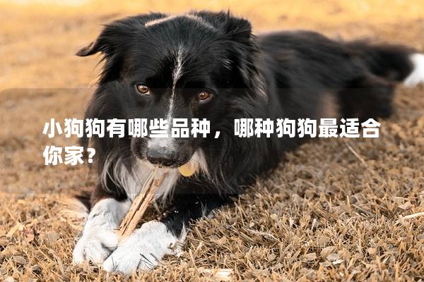 小狗狗有哪些品种，哪种狗狗最适合你家？