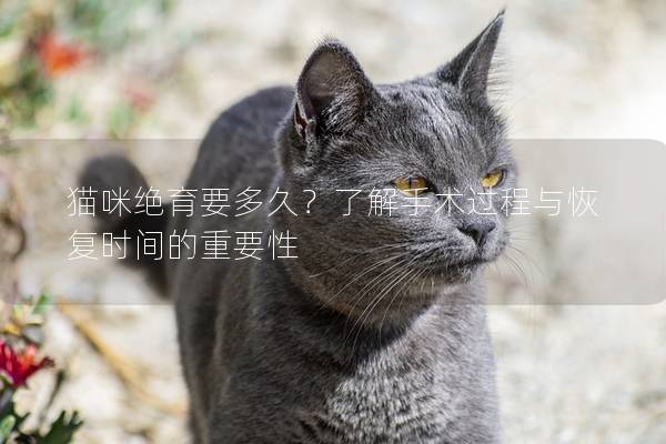 猫咪绝育要多久？了解手术过程与恢复时间的重要性