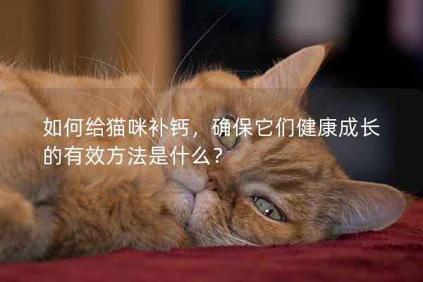 如何给猫咪补钙，确保它们健康成长的有效方法是什么？