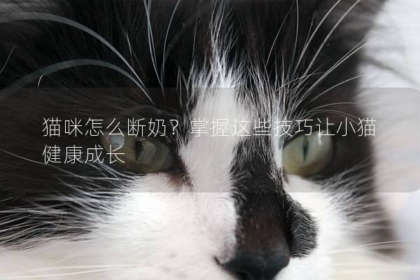 猫咪怎么断奶？掌握这些技巧让小猫健康成长