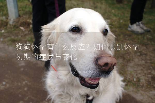 狗狗怀孕有什么反应？如何识别怀孕初期的症状与变化