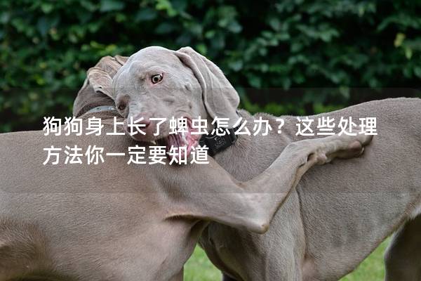 狗狗身上长了蜱虫怎么办？这些处理方法你一定要知道
