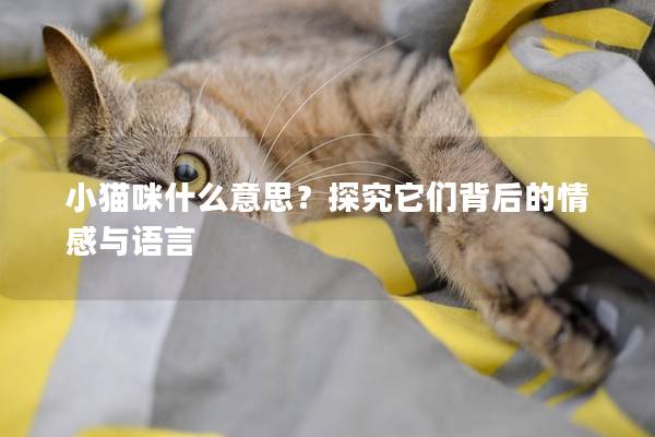 小猫咪什么意思？探究它们背后的情感与语言