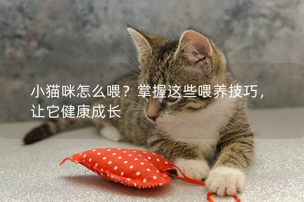小猫咪怎么喂？掌握这些喂养技巧，让它健康成长
