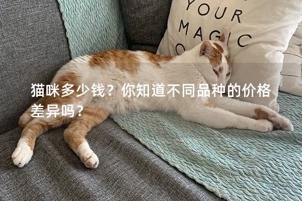 猫咪多少钱？你知道不同品种的价格差异吗？