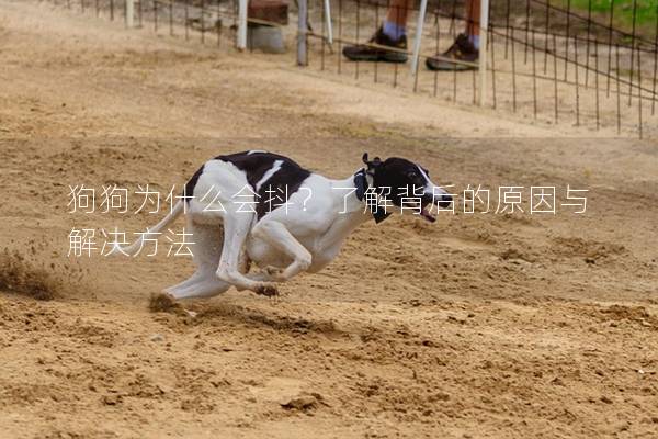 狗狗为什么会抖？了解背后的原因与解决方法