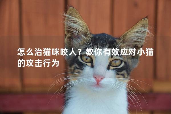 怎么治猫咪咬人？教你有效应对小猫的攻击行为