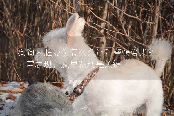 狗狗内脏受伤怎么分辨？警惕爱犬的异常表现，及早发现是关键