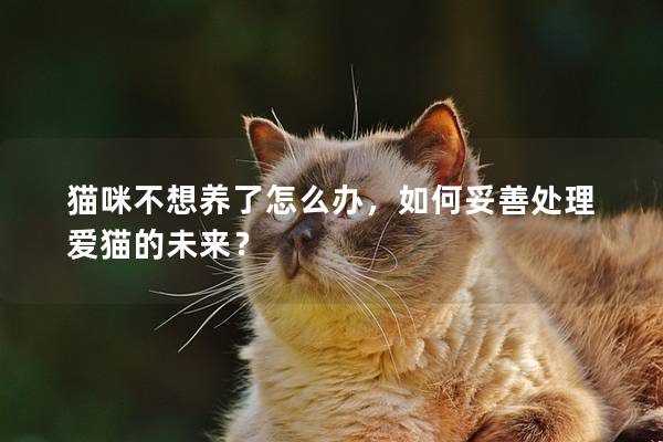 猫咪不想养了怎么办，如何妥善处理爱猫的未来？