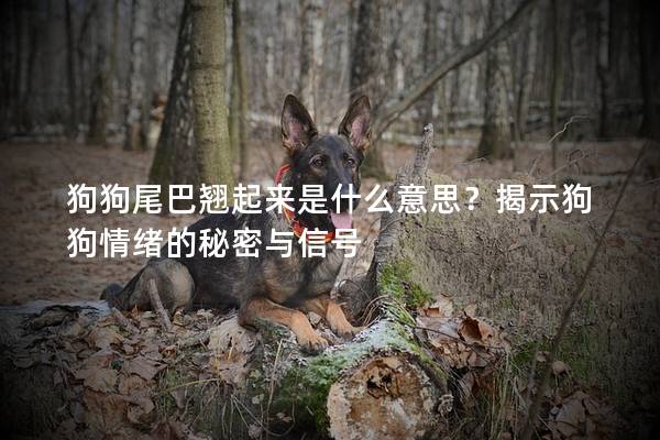 狗狗尾巴翘起来是什么意思？揭示狗狗情绪的秘密与信号