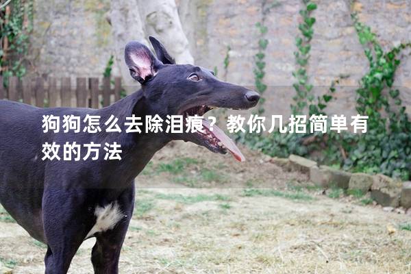 狗狗怎么去除泪痕？教你几招简单有效的方法