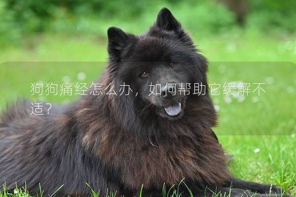 狗狗痛经怎么办，如何帮助它缓解不适？