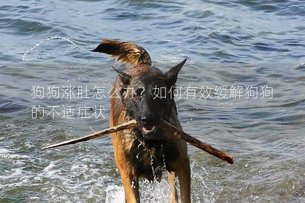 狗狗涨肚怎么办？如何有效缓解狗狗的不适症状