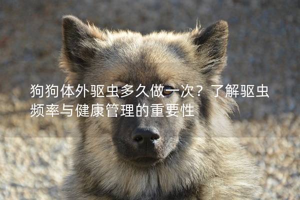 狗狗体外驱虫多久做一次？了解驱虫频率与健康管理的重要性