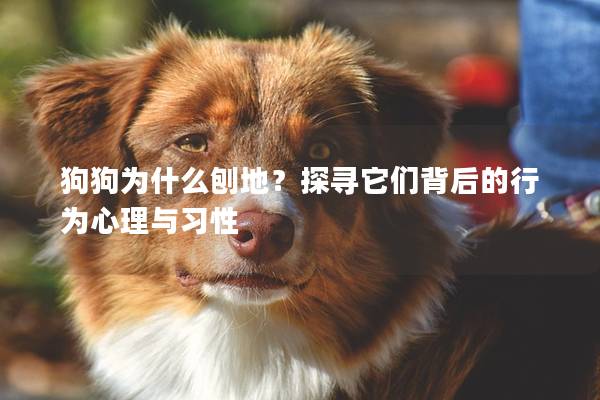 狗狗为什么刨地？探寻它们背后的行为心理与习性