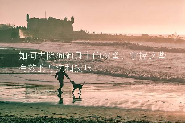 如何去除狗狗身上的跳蚤，掌握这些有效的方法和技巧