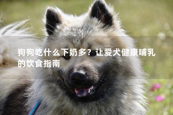 狗狗吃什么下奶多？让爱犬健康哺乳的饮食指南