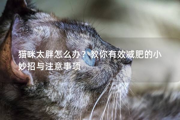 猫咪太胖怎么办？教你有效减肥的小妙招与注意事项
