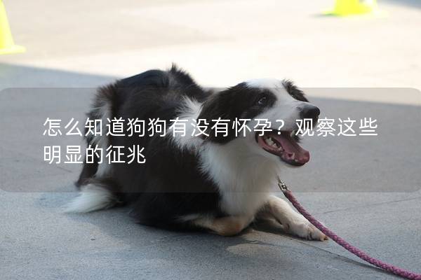 怎么知道狗狗有没有怀孕？观察这些明显的征兆