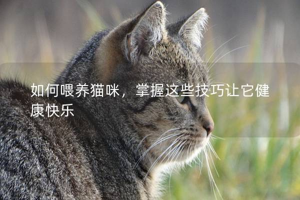 如何喂养猫咪，掌握这些技巧让它健康快乐