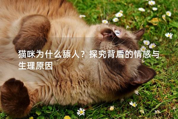 猫咪为什么舔人？探究背后的情感与生理原因