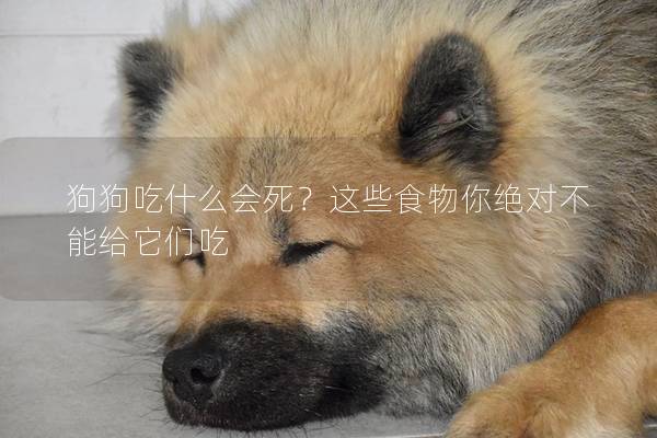 狗狗吃什么会死？这些食物你绝对不能给它们吃