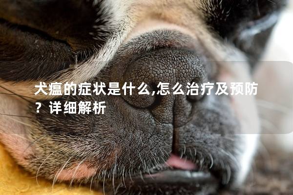 犬瘟的症状是什么,怎么治疗及预防？详细解析