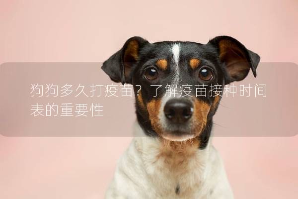 狗狗多久打疫苗？了解疫苗接种时间表的重要性