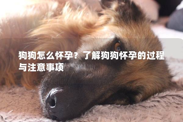 狗狗怎么怀孕？了解狗狗怀孕的过程与注意事项