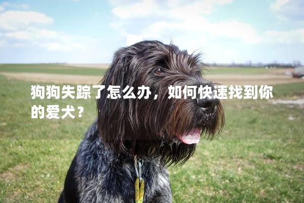 狗狗失踪了怎么办，如何快速找到你的爱犬？